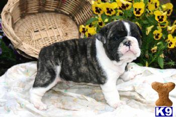 English Bulldog Puppies for Sale
